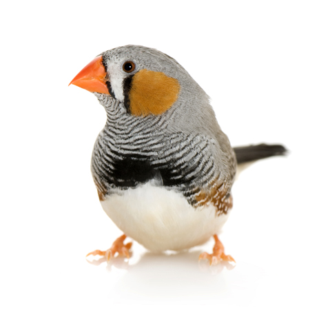 Bird_zebra_finch_000004982532sm