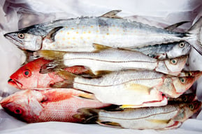 Group of frozen fish - sea food concepts.jpeg