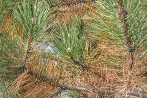 Pine Needles.jpg